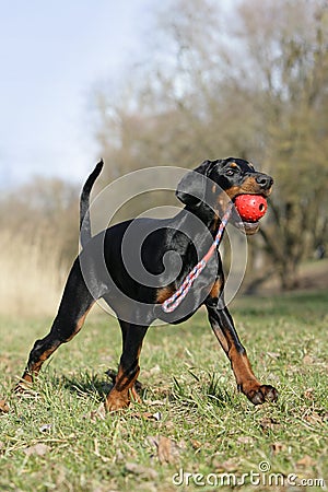 Proud Doberman puppy