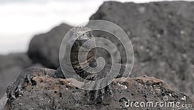 Proud Galapagos marine iguana