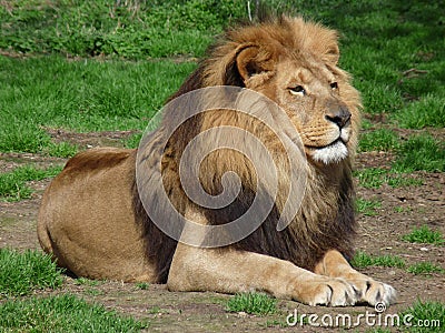A proud lion sitting in the grass, close-up