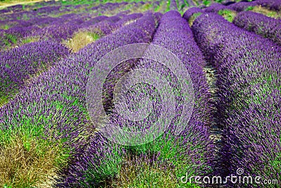 Provence - lavender field in the Gordes ,France