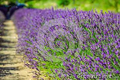 Provence - lavender field in the Gordes ,France