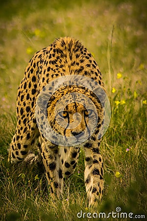 Prowling Cheetah