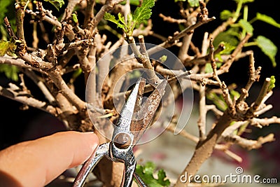 Pruning a bonsai tree