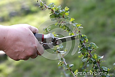 Pruning of bush with secateurs in the garden