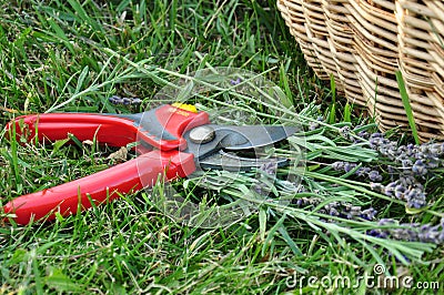 Pruning lavender in the garden