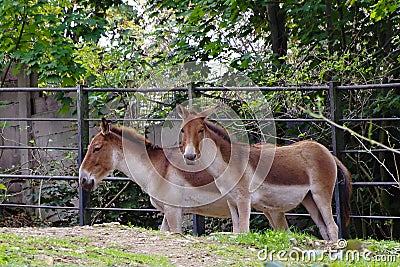 Przewalski s Horse, friendly animals at the Prague Zoo.