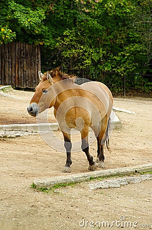 Przewalski s Horse, friendly animals at the Prague Zoo.