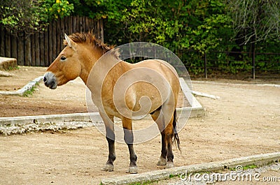 Przewalski s Horse, friendly animals at the Prague Zoo.