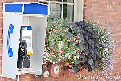 Public telephone beside flowers on outside wall