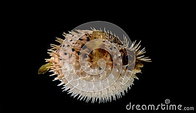 Puffed up puffer fish