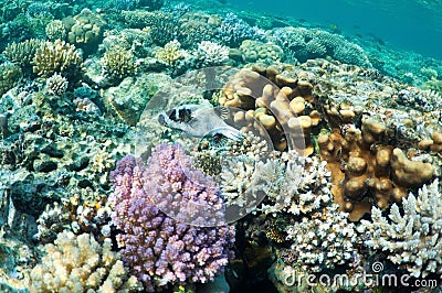 Puffer fish in coral garden