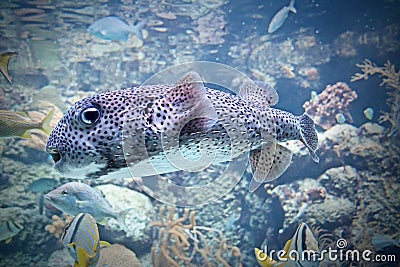 Puffer Fish, Puffer