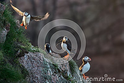 Puffin birds on rocky cliffs