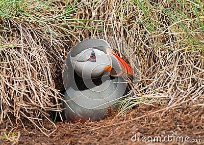 Puffin Emerging From Burrow Royalty Free Sto