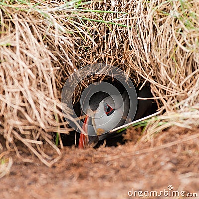 Puffin Peeping From Burrow Royalty Free Stoc