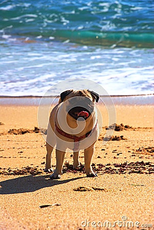 Pug dog in a beach