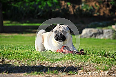 Pug dog in a garden