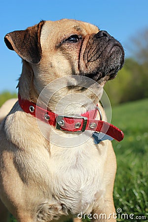 Pug dog looking up head shot