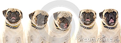 Pug Dog. 5 lovely puppy dog