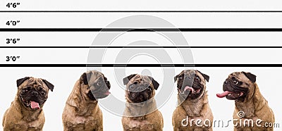 Pug Dog Police Line Up