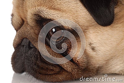 pug-dog-profile-11145626.jpg