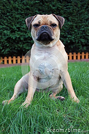 Pug dog sat down on grass