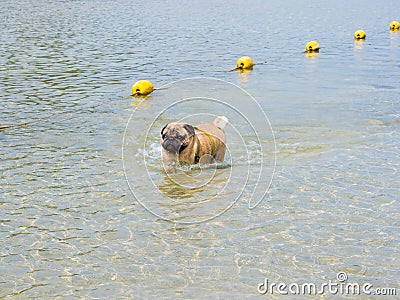 Pug dog in the sea