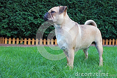 Pug dog standing on grass landscape