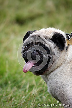 Pug Face