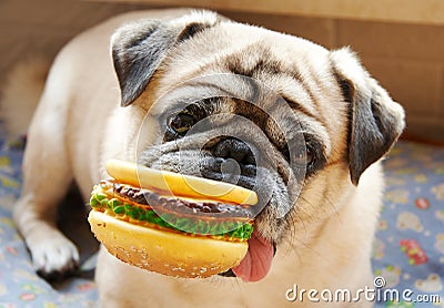 Pug and hamburger