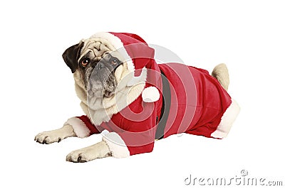 pug santa costume pug in santa costume lies and looks royalty free stock image image 34114386 pug santa costume pug in santa costume lies and looks royalty free stock image image 34114386