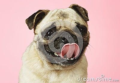pug sticking tongue out pug sticking out tongue stock photos image 31842233 pug sticking tongue out pug sticking out tongue stock photos image 31842233
