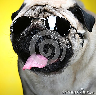 Pug with sunglasses.