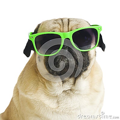 pug with sunglasses pug with sunglasses stock photo image 56861982 pug with sunglasses pug with sunglasses stock photo image 56861982