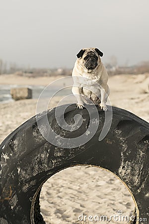 Pug on tire