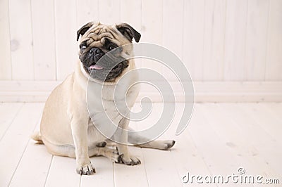 Puggy dog sit on the floor