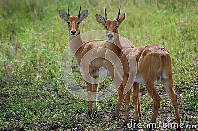 African antelope puku puku