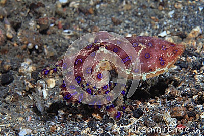 EL PULPO AZUL el pulpo azul: