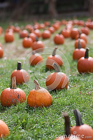 Pumpkin field