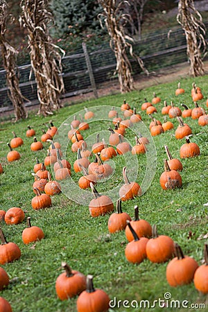 Pumpkin field