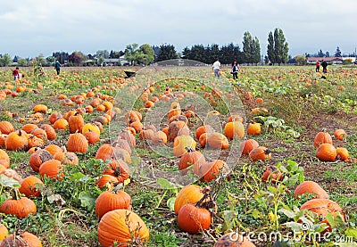 Pumpkin Field