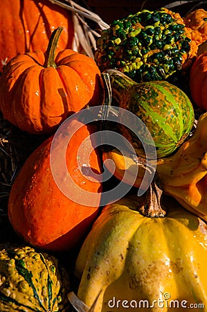 Pumpkin Gourds and other fall vegetables.
