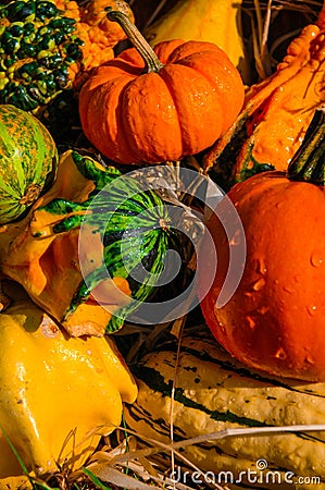 Pumpkin Gourds and other fall vegetables.