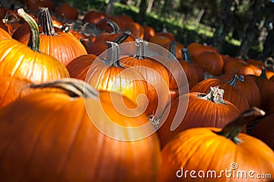 Pumpkin Patch