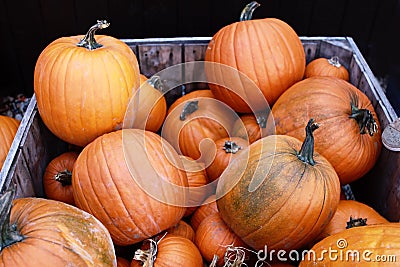 Pumpkin picking