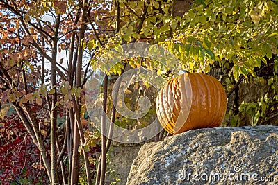 Pumpkin on a rock in the Fall