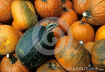 Pumpkins: Dare to Be Different