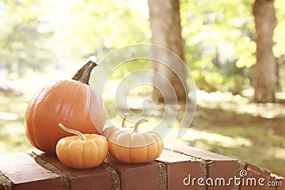 Pumpkins and squashes outside