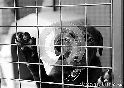 Pup in a cage