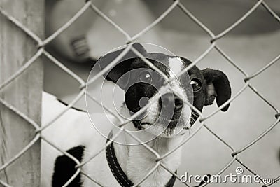 Pup in a cage